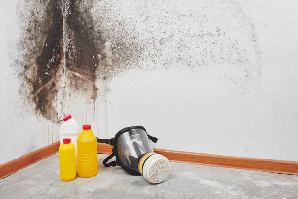 Best Residential Mold Remediation in Long Beach, CA