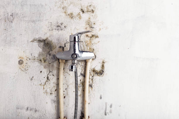 Professional Mold Remediation in Long Beach, CA