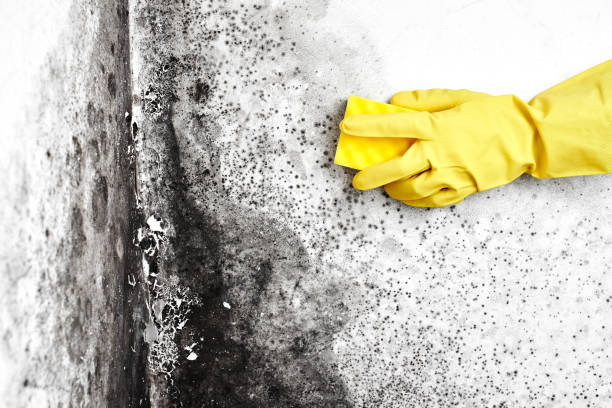 Best White Mold Remediation in Long Beach, CA