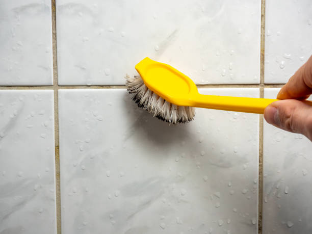 Best Basement Mold Remediation in Long Beach, CA