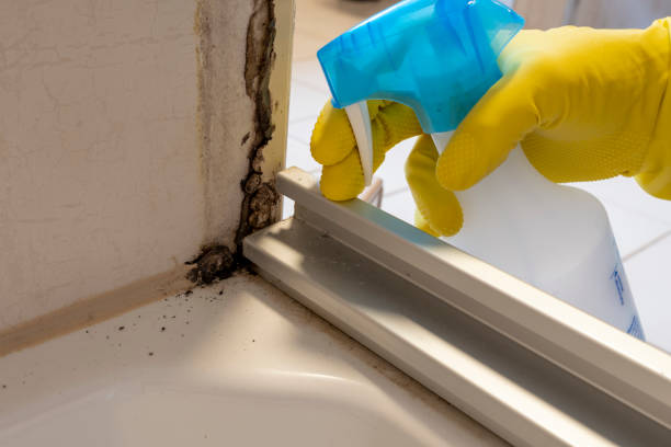 Best Bathroom Mold Remediation in Long Beach, CA