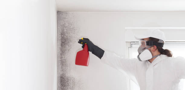 Best Commercial Mold Remediation in Long Beach, CA