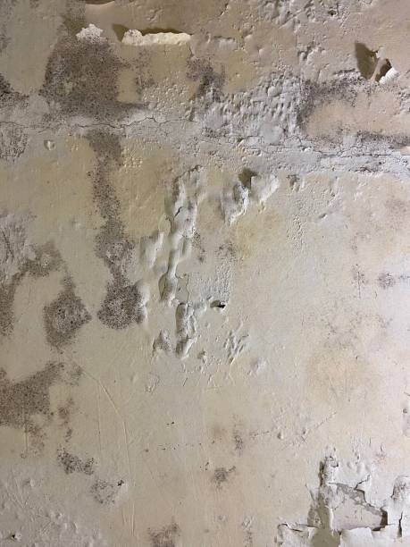 Best Health and Safety Mold Remediation in Long Beach, CA