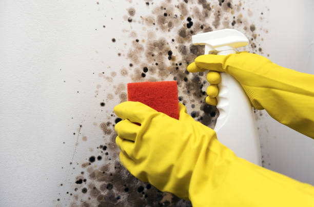 Best Residential Mold Remediation in Long Beach, CA