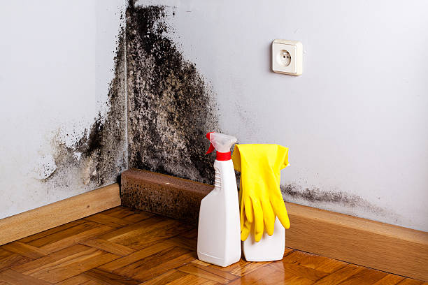 Best Kitchen Mold Remediation in Long Beach, CA